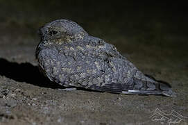 Sykes's Nightjar