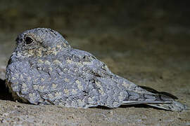 Sykes's Nightjar