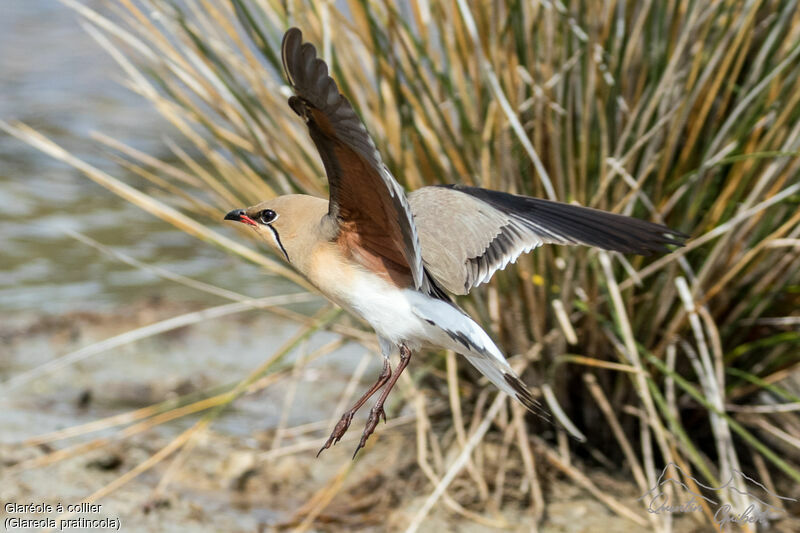 Collared Pratincole