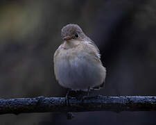 Red-breasted Flycatcher