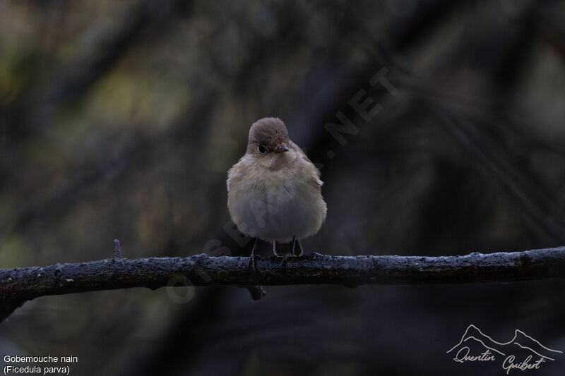 Red-breasted Flycatcher