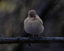 Red-breasted Flycatcher