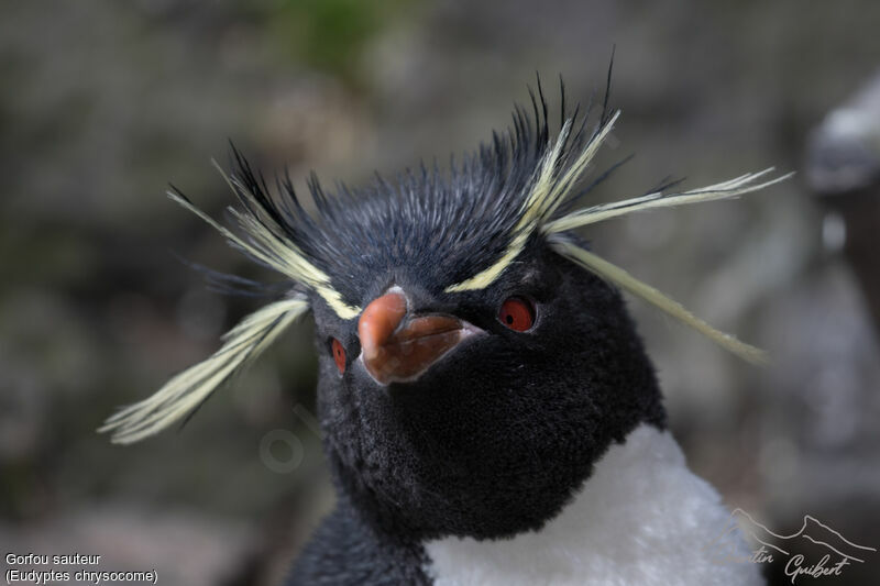 Southern) Rockhopper Penguin (Eudyptes chrysocome)