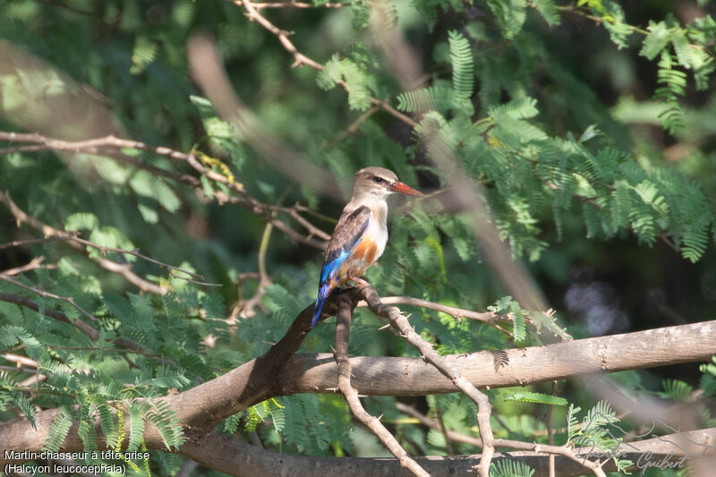 Grey-headed Kingfisher