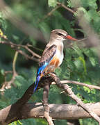 Grey-headed Kingfisher