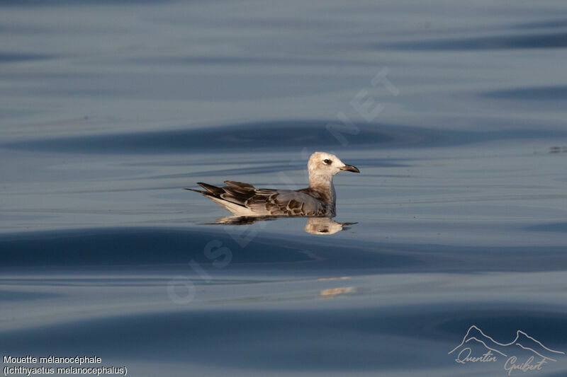 Mediterranean GullFirst year, identification, swimming