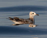 Mouette mélanocéphale