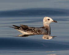 Mediterranean Gull