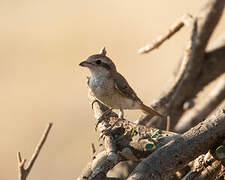 Red-tailed Shrike