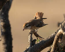 Red-tailed Shrike