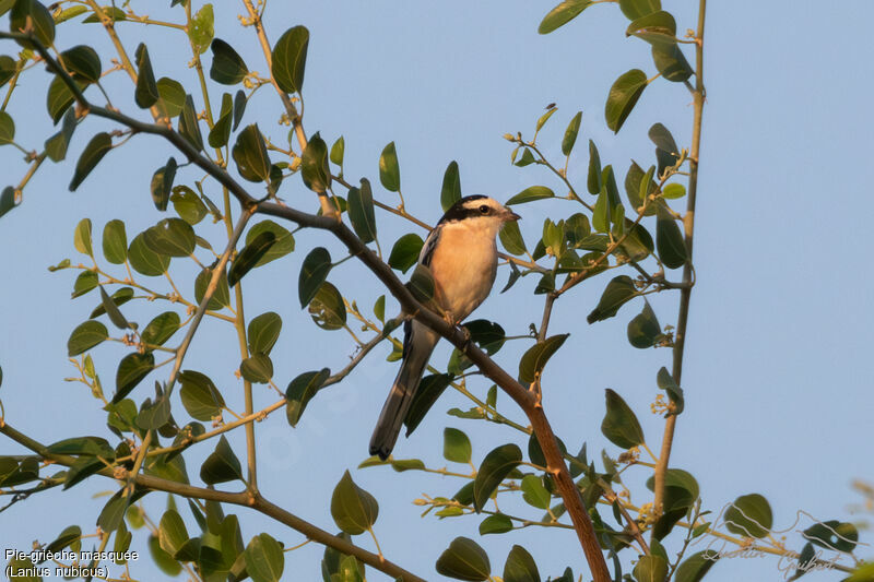 Masked Shrike