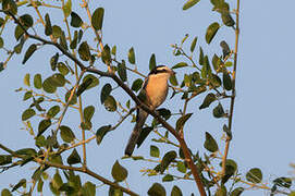 Masked Shrike