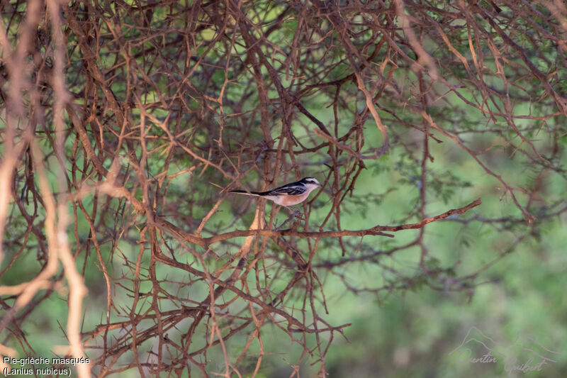 Masked Shrike