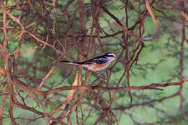 Masked Shrike