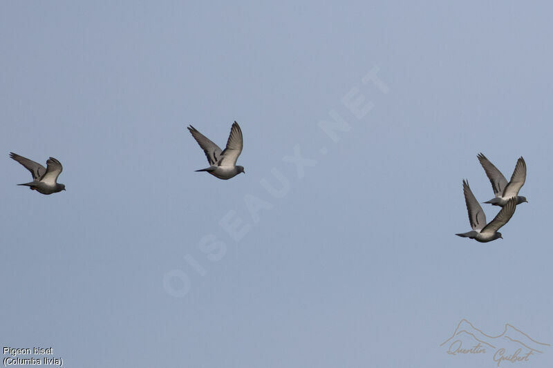 Rock Dove, identification, Flight