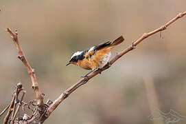 Moussier's Redstart