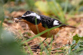 Moussier's Redstart