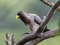 Touraco gris