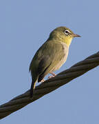 Abyssinian White-eye