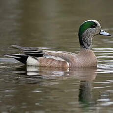 Canard à front blanc