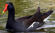 Gallinule d'Amérique