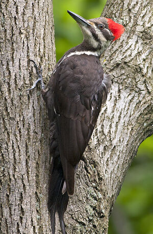 Pileated Woodpecker : Pictures.