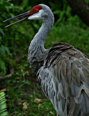 Sandhill Crane - Grus canadensis