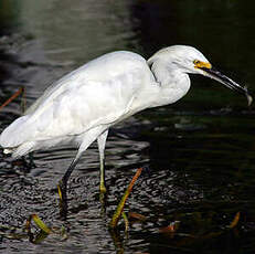 Aigrette neigeuse