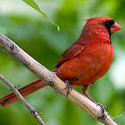 Cardinal Rouge Cardinalis Cardinalis