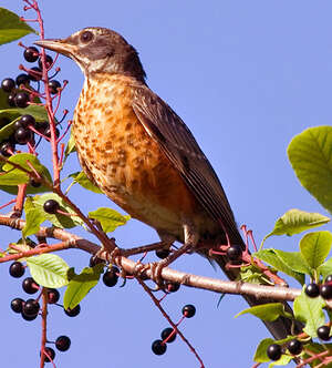 Merle Damérique Turdus Migratorius