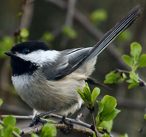 Black-capped Chickadee : Pictures.