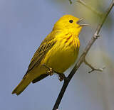 Paruline jaune