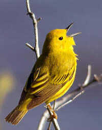 Paruline jaune