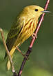 Paruline jaune