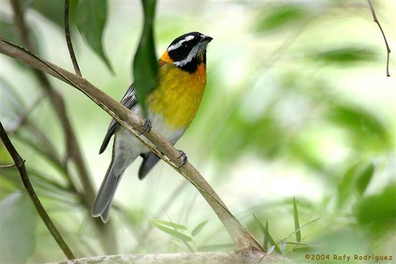 Puerto Rican Tanager - Nesospingus speculiferus - raro3733