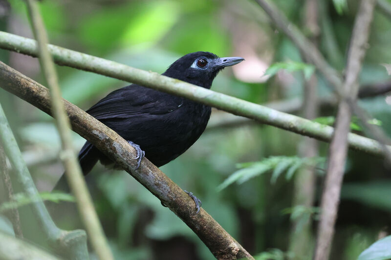 Zeledon's Antbird male adult