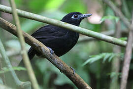 Zeledon's Antbird