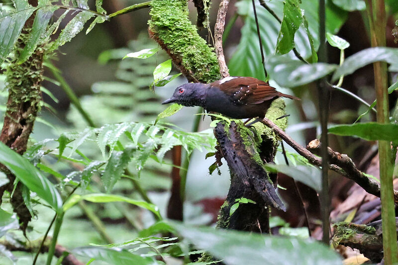 Dull-mantled Antbird male adult