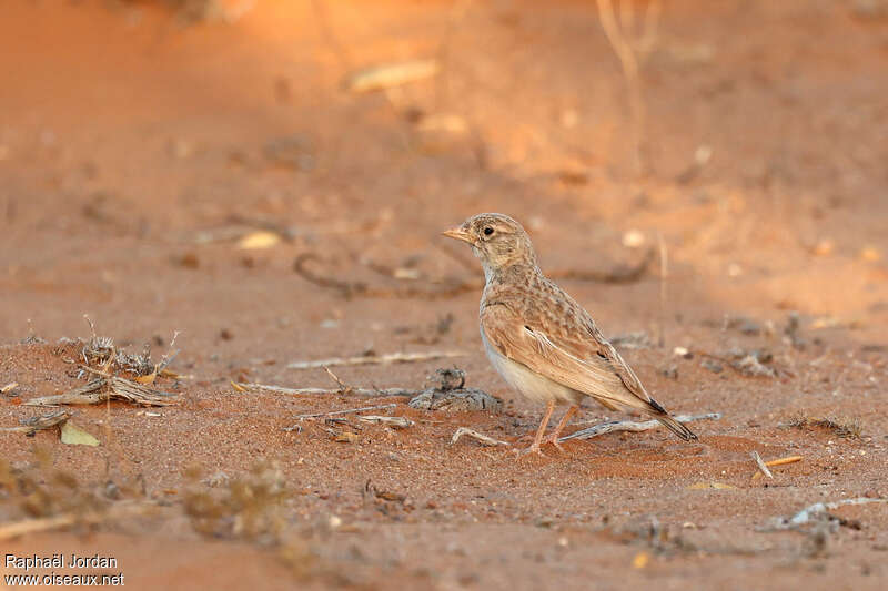 Arabian Larkadult, identification