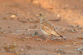 Arabian Lark