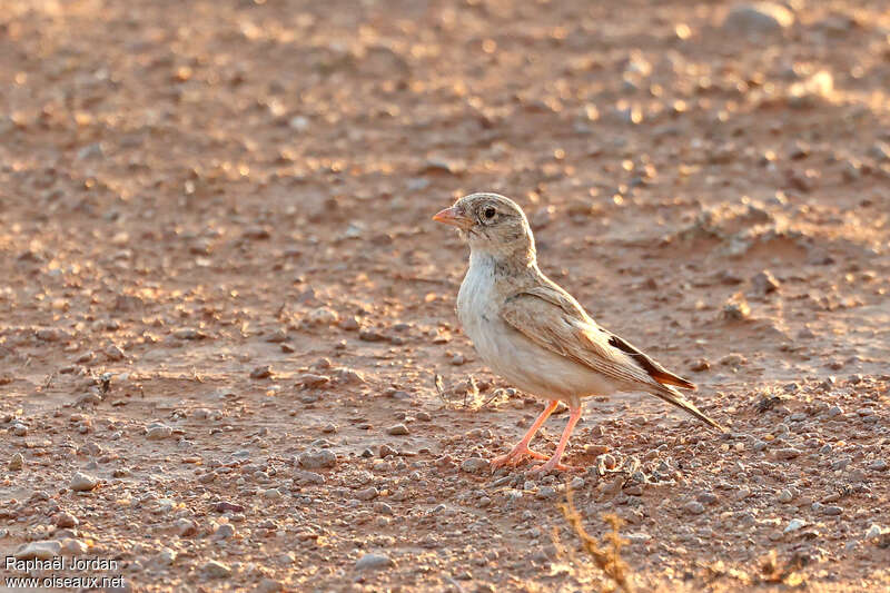 Alouette d'Arabieadulte, identification