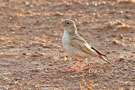 Arabian Lark