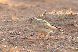 Arabian Lark