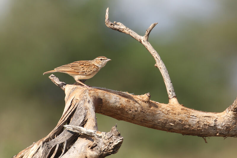 Fawn-colored Larkadult