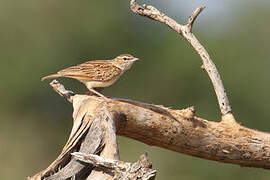 Fawn-colored Lark