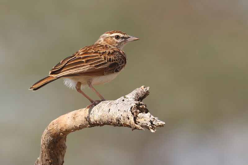 Fawn-colored Larkadult, pigmentation