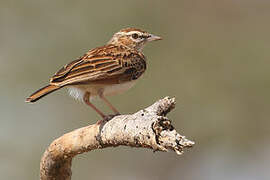 Fawn-colored Lark