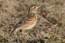 Plateau Lark