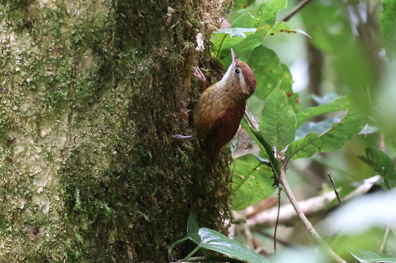 Ruddy Treerunner