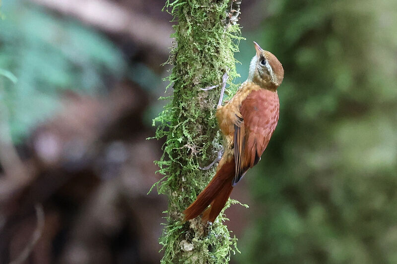 Ruddy Treerunner